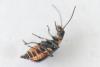 Axinotarsus pulicarius
